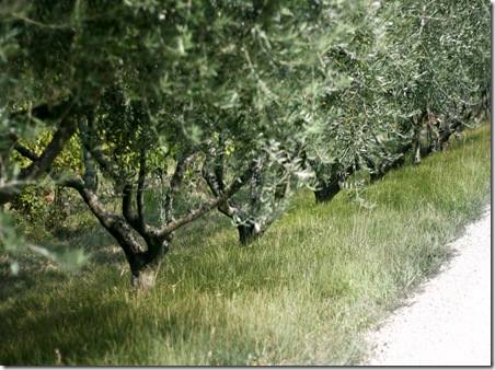 ULIVI-IMG_6043 ULIVI-IMG_6043