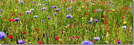 Banner_Prato Banner_Prato