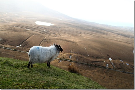 West Ireland_Le Marche Mayo_Le Marche_Paradise Possible