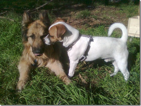 cane_Armonia_Le Marche cane_Paradise Possible_Le Marche