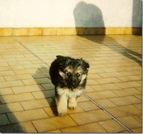 jack piccolo_Le Marche animali_Paradise Possible_Le Marche