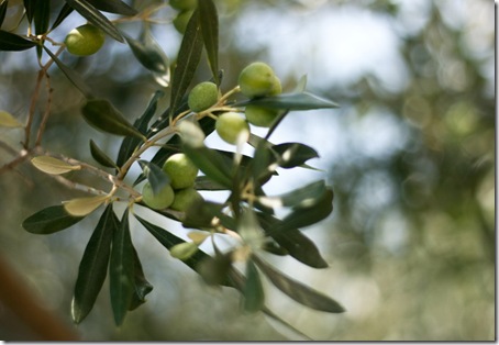olive_Marche